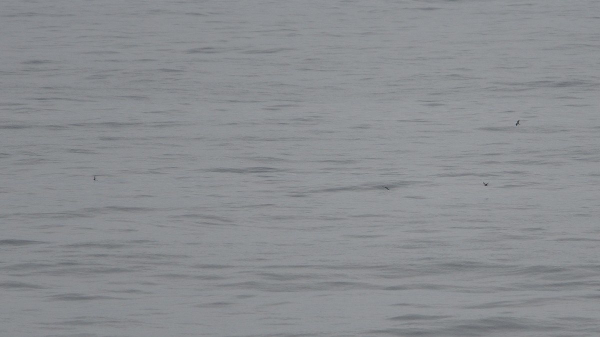 Long-tailed Jaeger - ML646510135