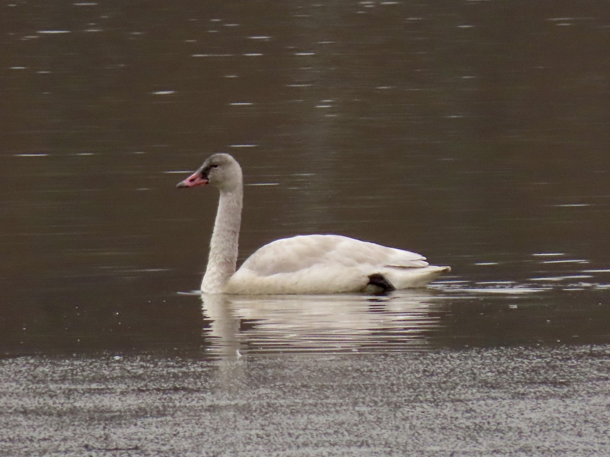 Tundra Swan - ML646510136