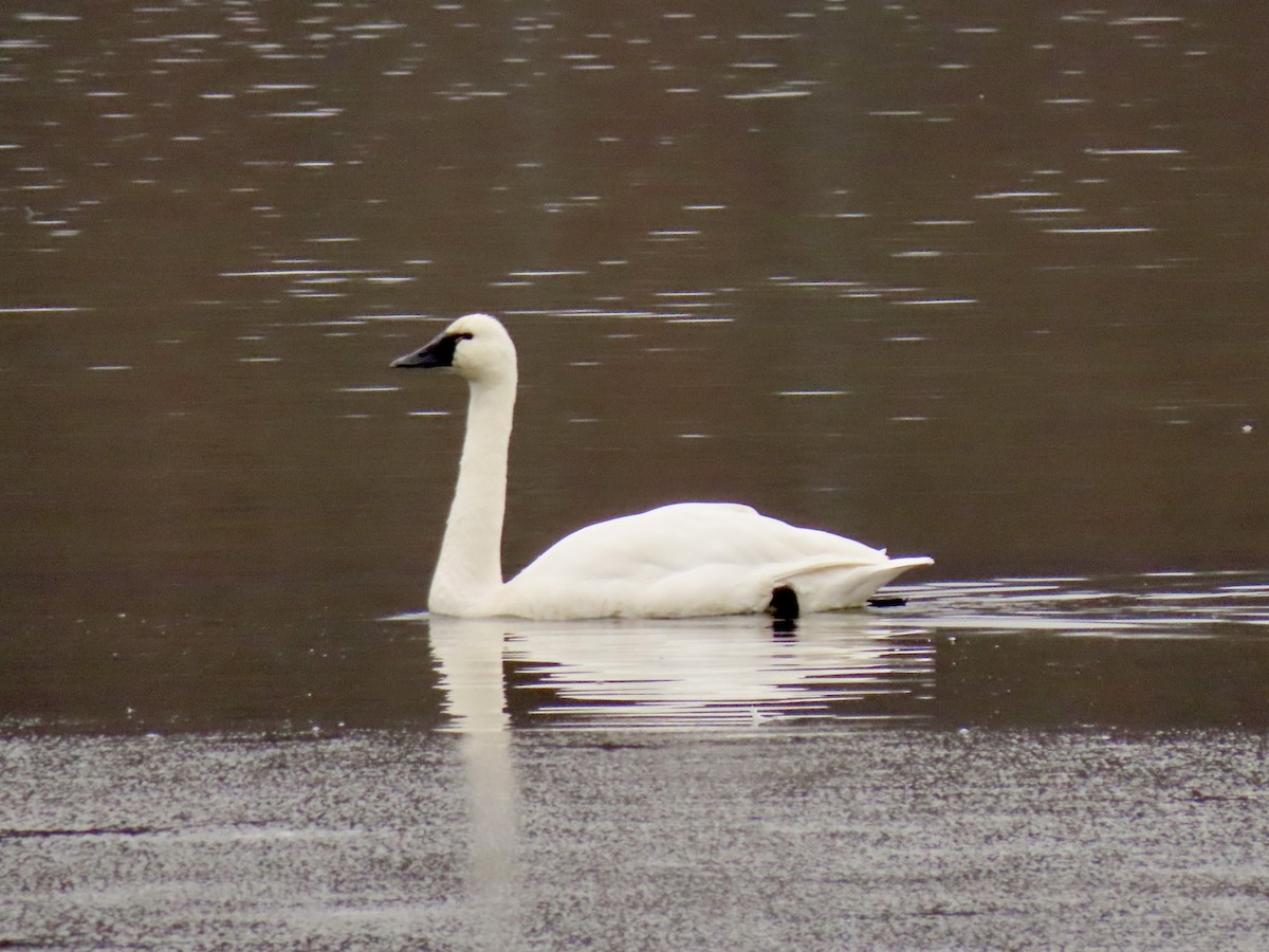 Tundra Swan - ML646510137