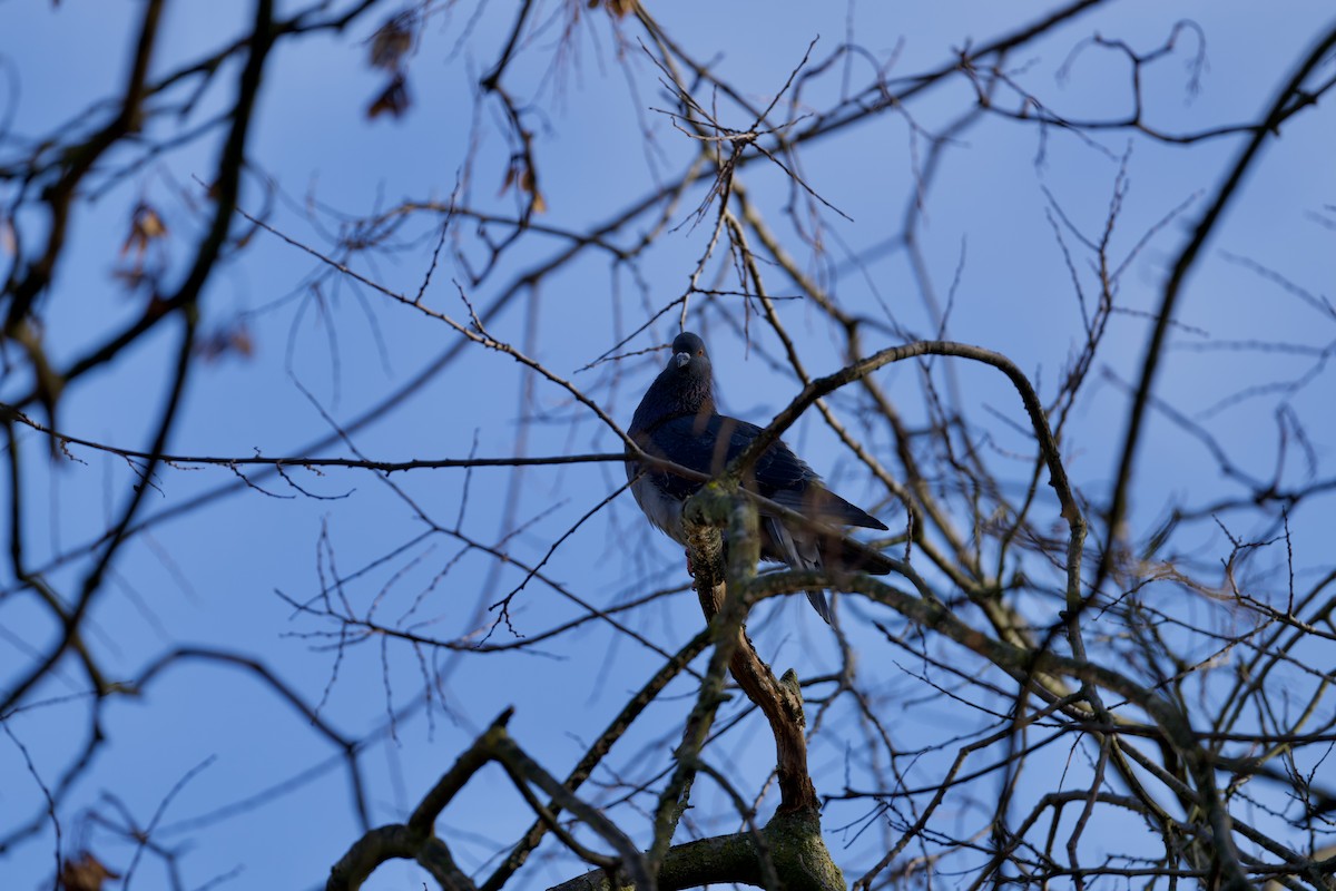יונת בית - ML646510138