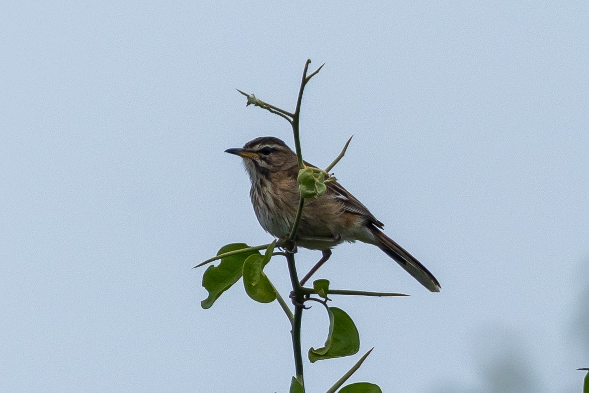 White-browed Scrub-Robin (Red-backed) - ML646510139
