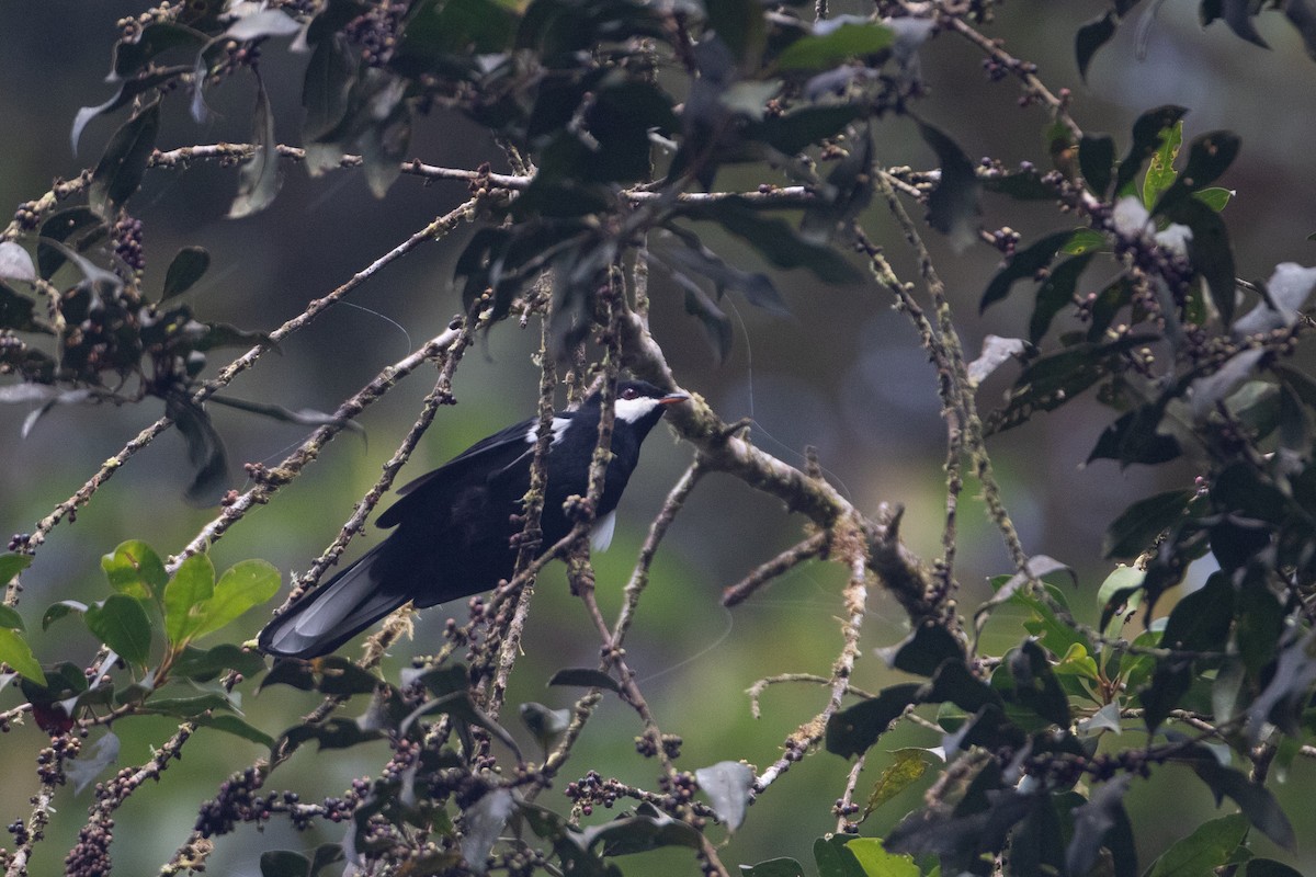 Black Solitaire - ML646510144