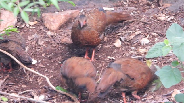 Kızılca Horoz Kekliği - ML646510147