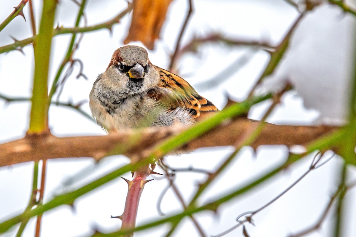 House Sparrow - ML646510148