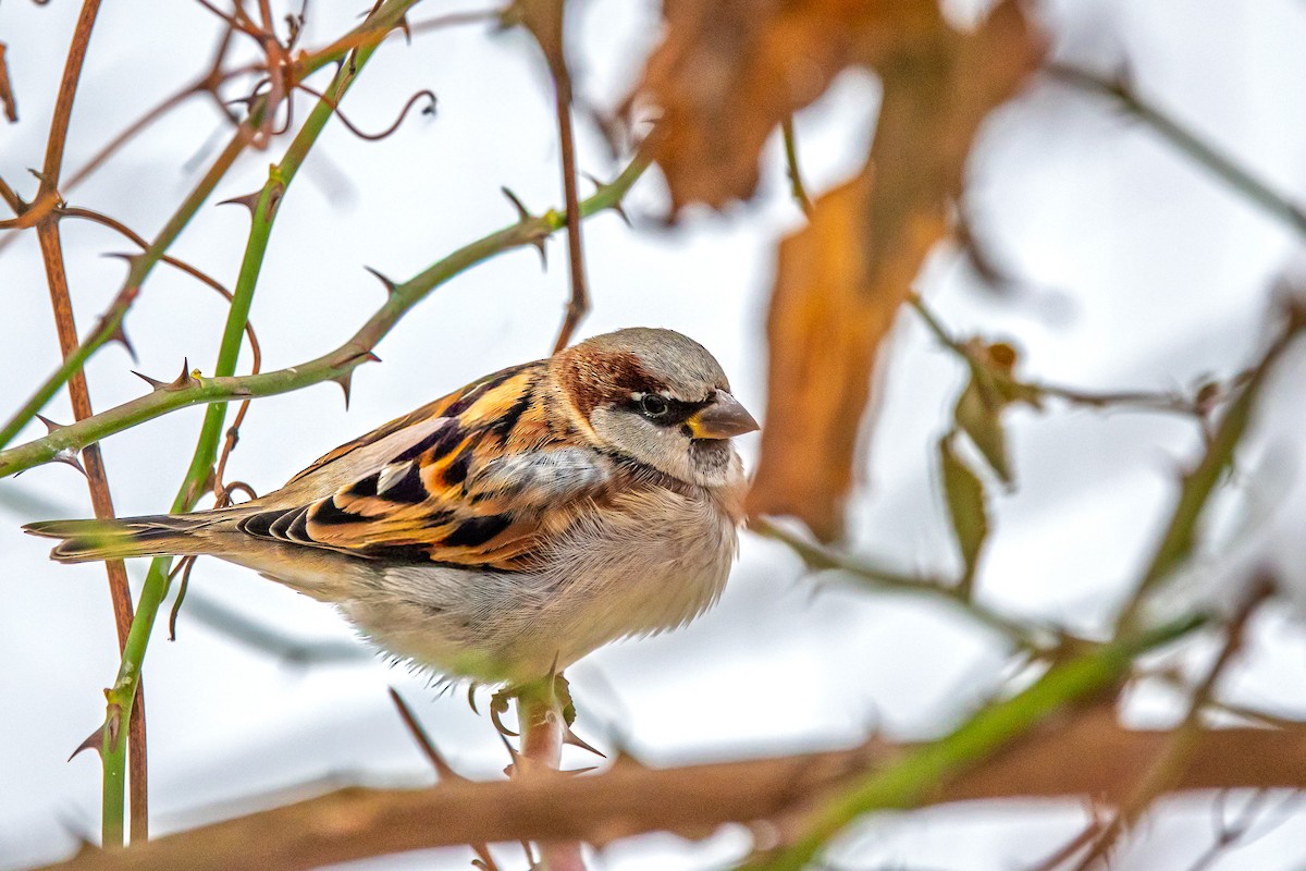 House Sparrow - ML646510149