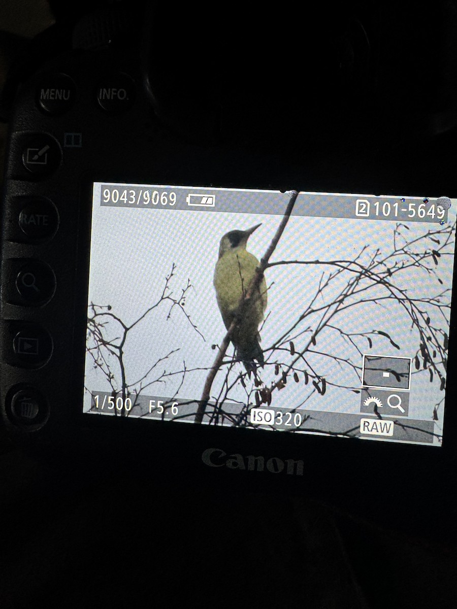 נקר ירוק - ML646510150