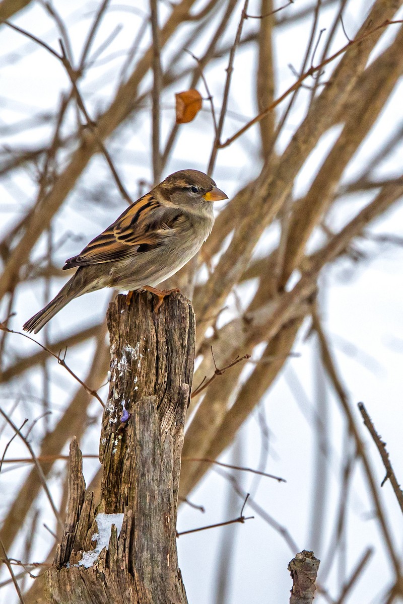 House Sparrow - ML646510151