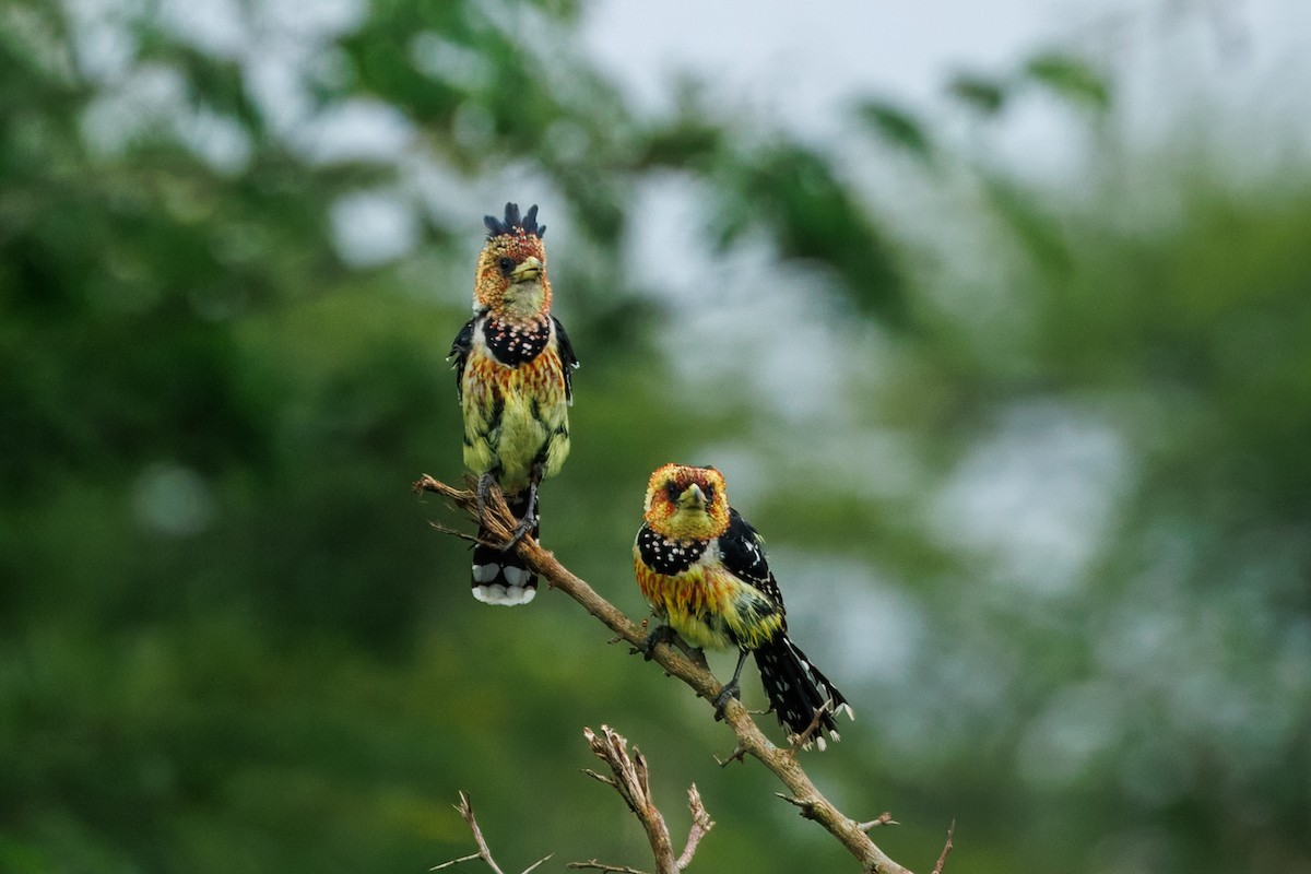 Crested Barbet - ML646510153