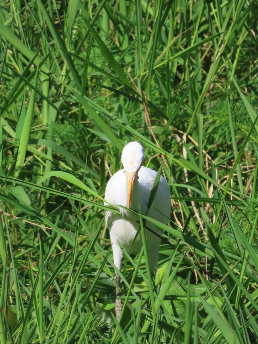 Чапля єгипетська східна - ML646510154