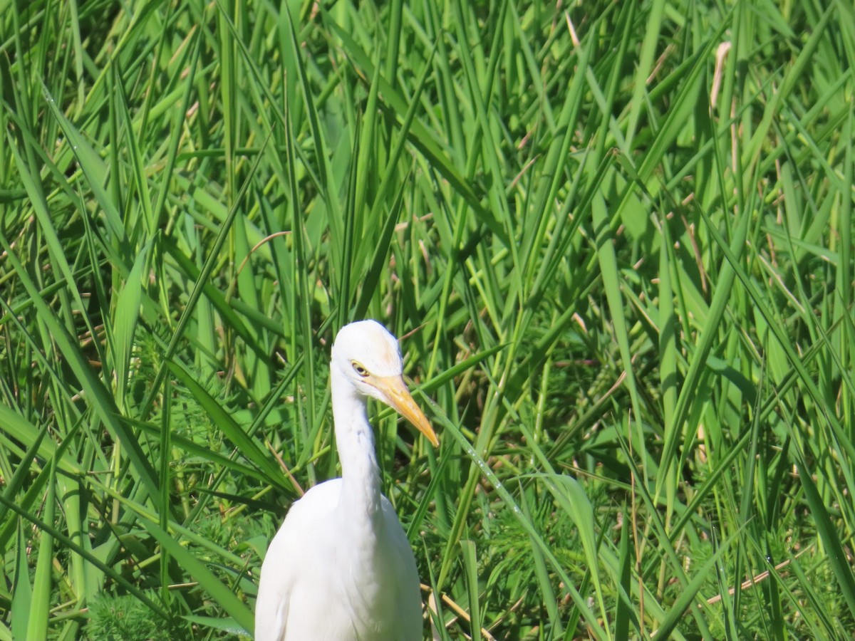 Чапля єгипетська східна - ML646510155
