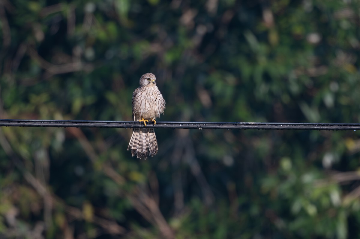 Eurasian Kestrel - ML646510156