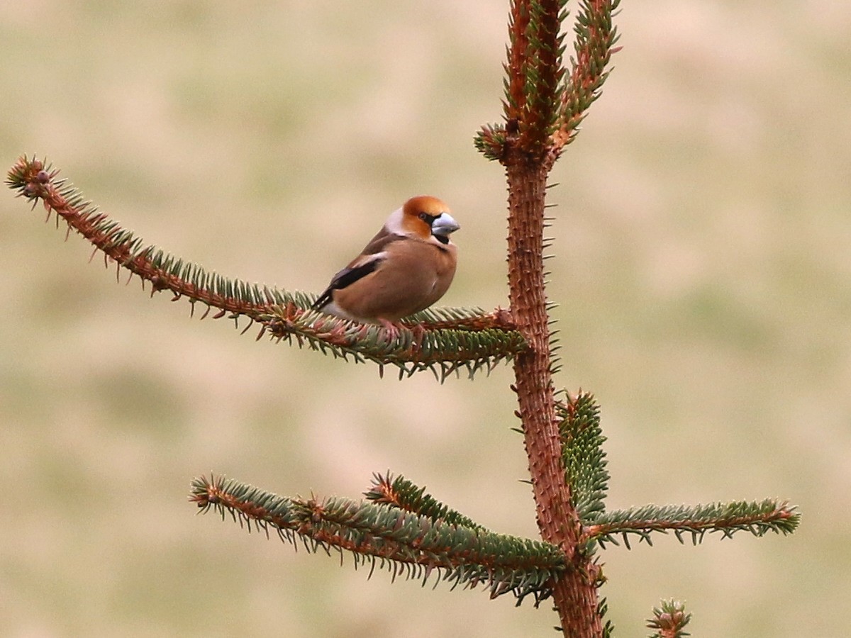 Frosone - ML646510157