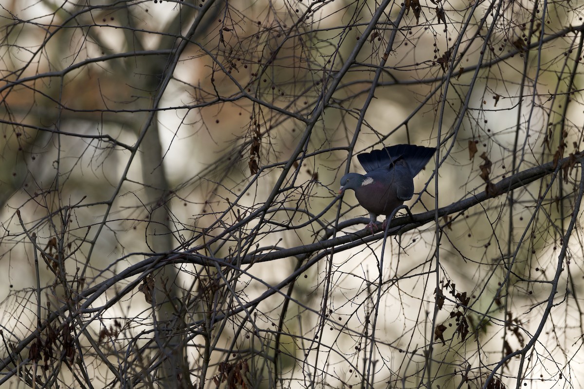 Paloma Torcaz - ML646510158