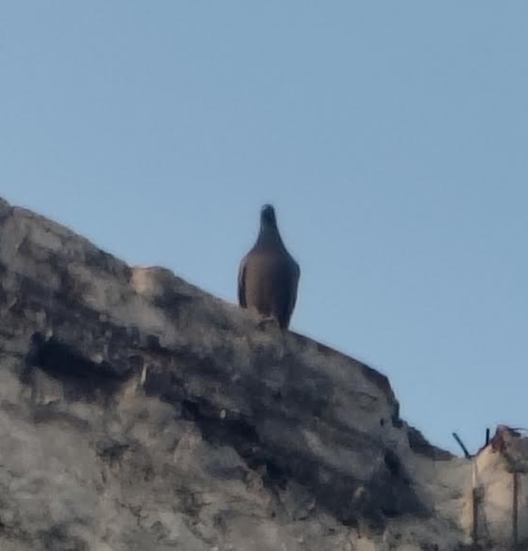 יונת בית - ML646510159