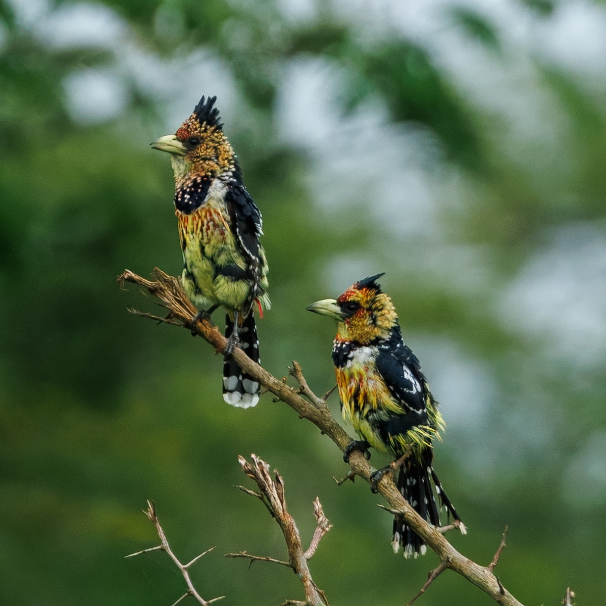 Crested Barbet - ML646510160