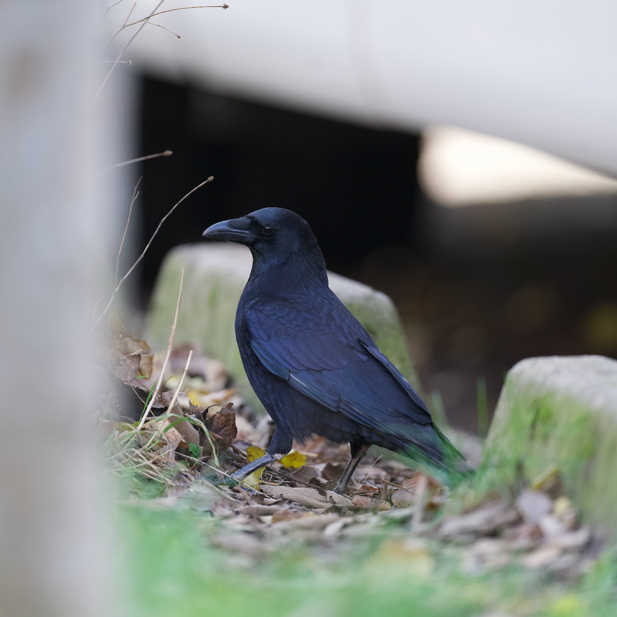 Carrion Crow - ML646510161