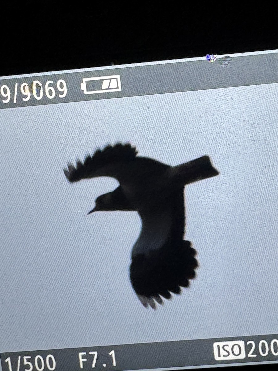 Northern Lapwing - ML646510163