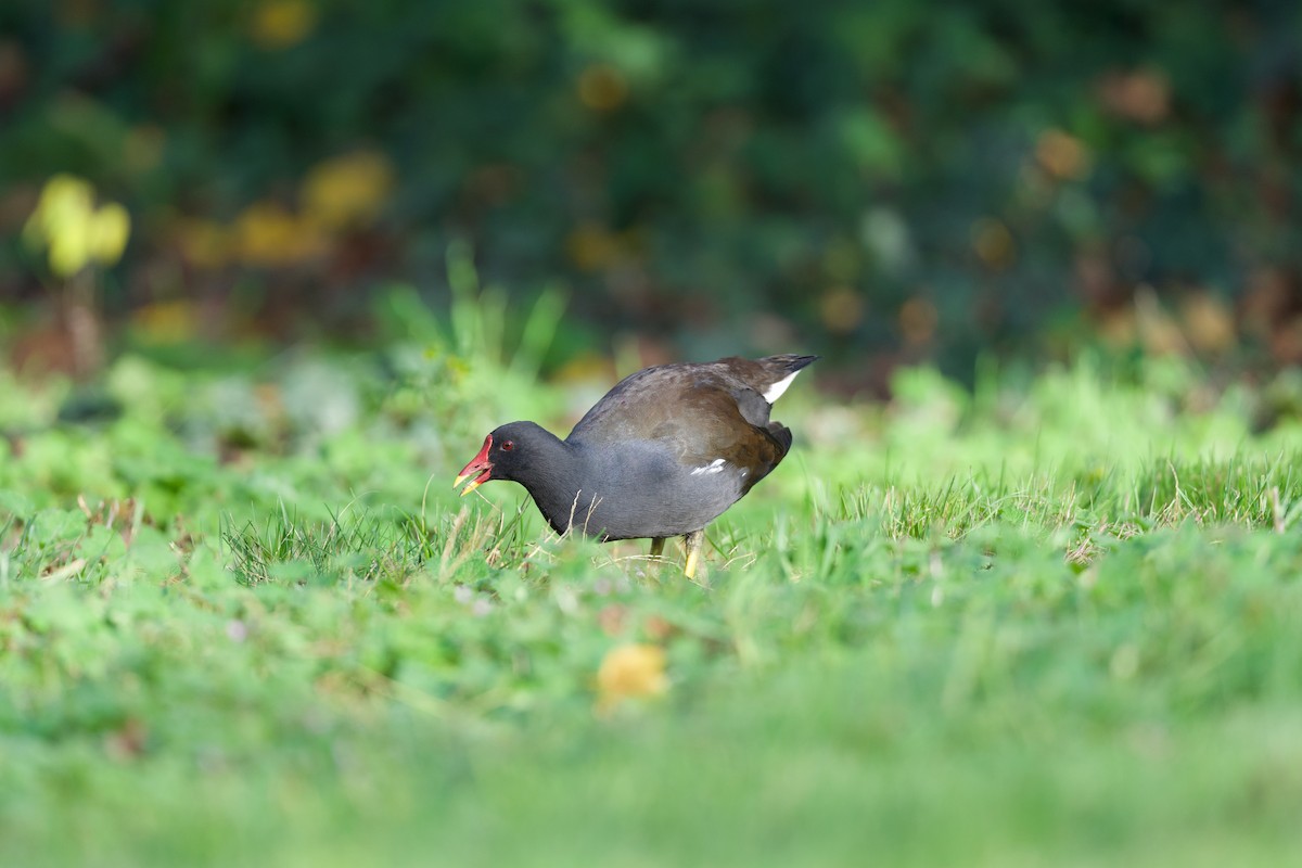 Eurasian Moorhen - ML646510170