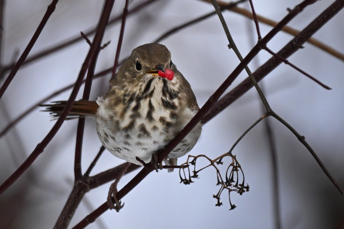 Hermit Thrush - ML646510173