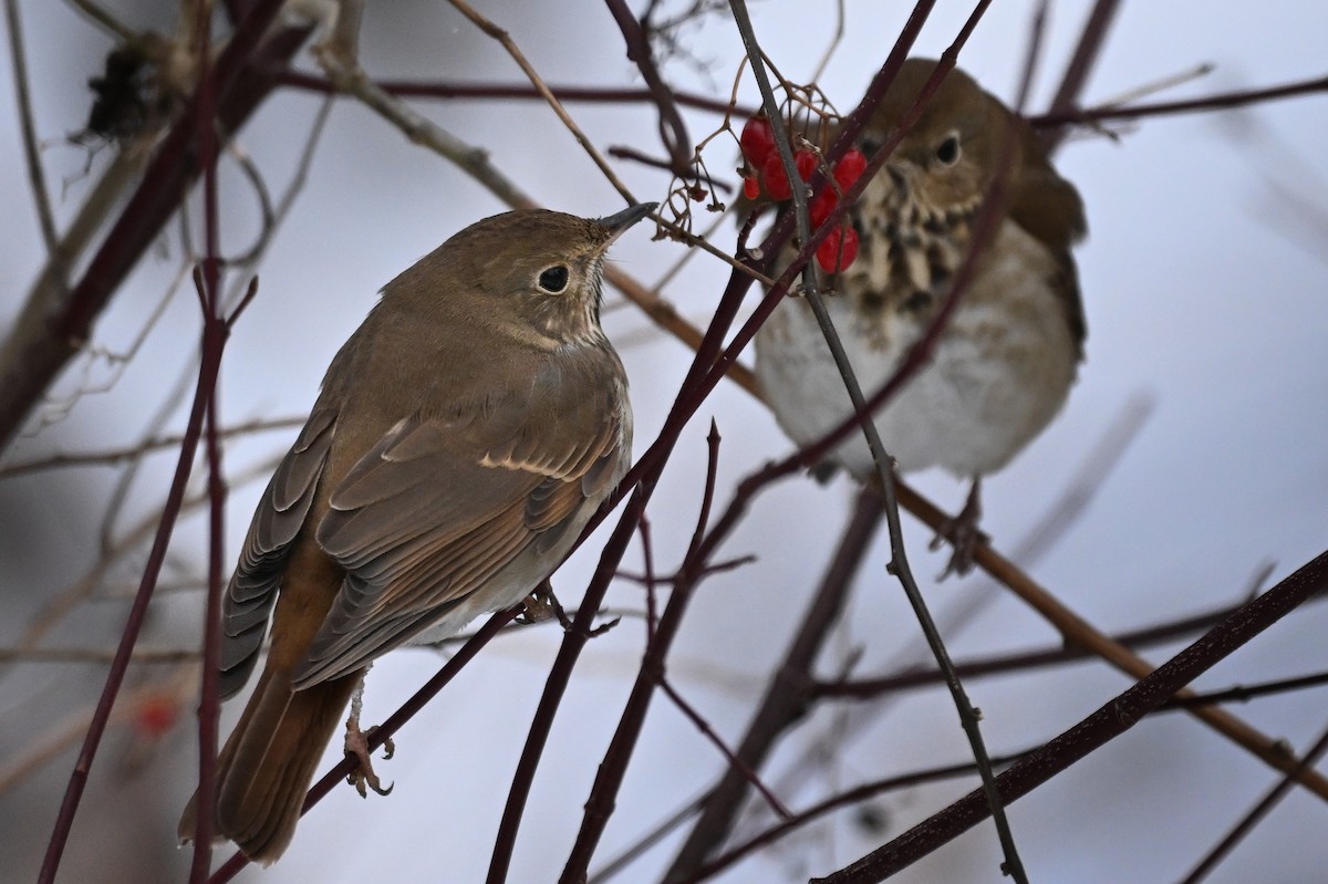 Hermit Thrush - ML646510174