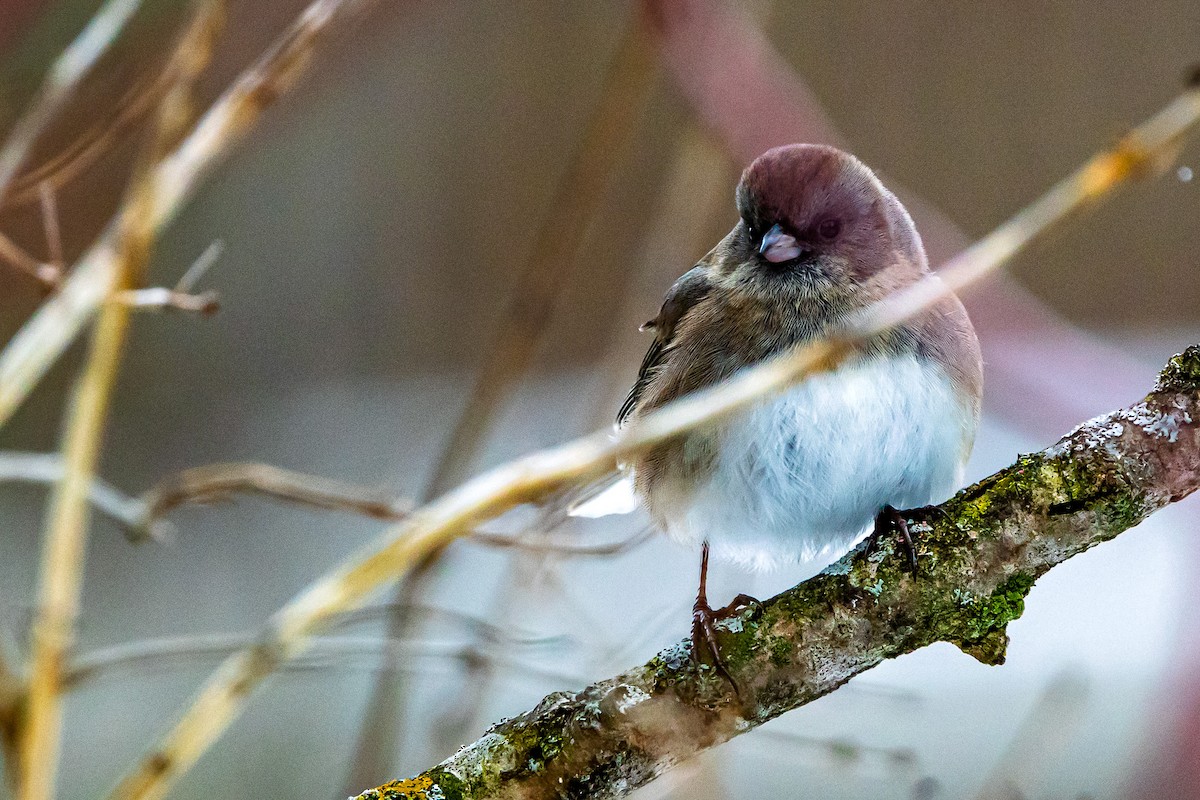 Dark-eyed Junco - ML646510175