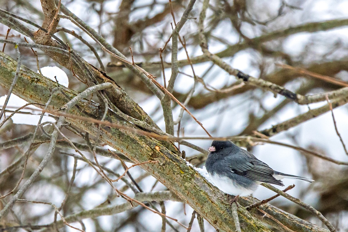 Dark-eyed Junco - ML646510176