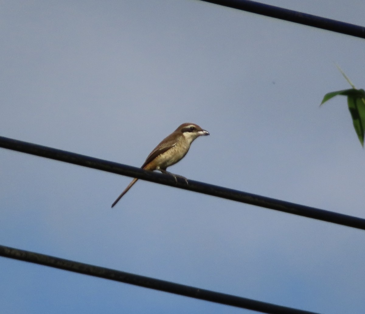 紅尾伯勞(褐頭) - ML646510177