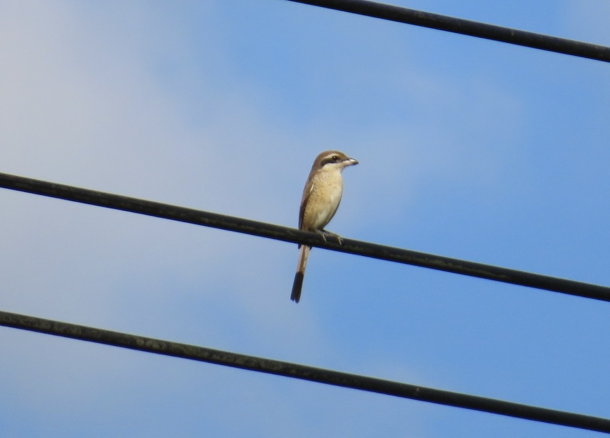 Сорокопуд сибірський (підвид cristatus/confusus) - ML646510178