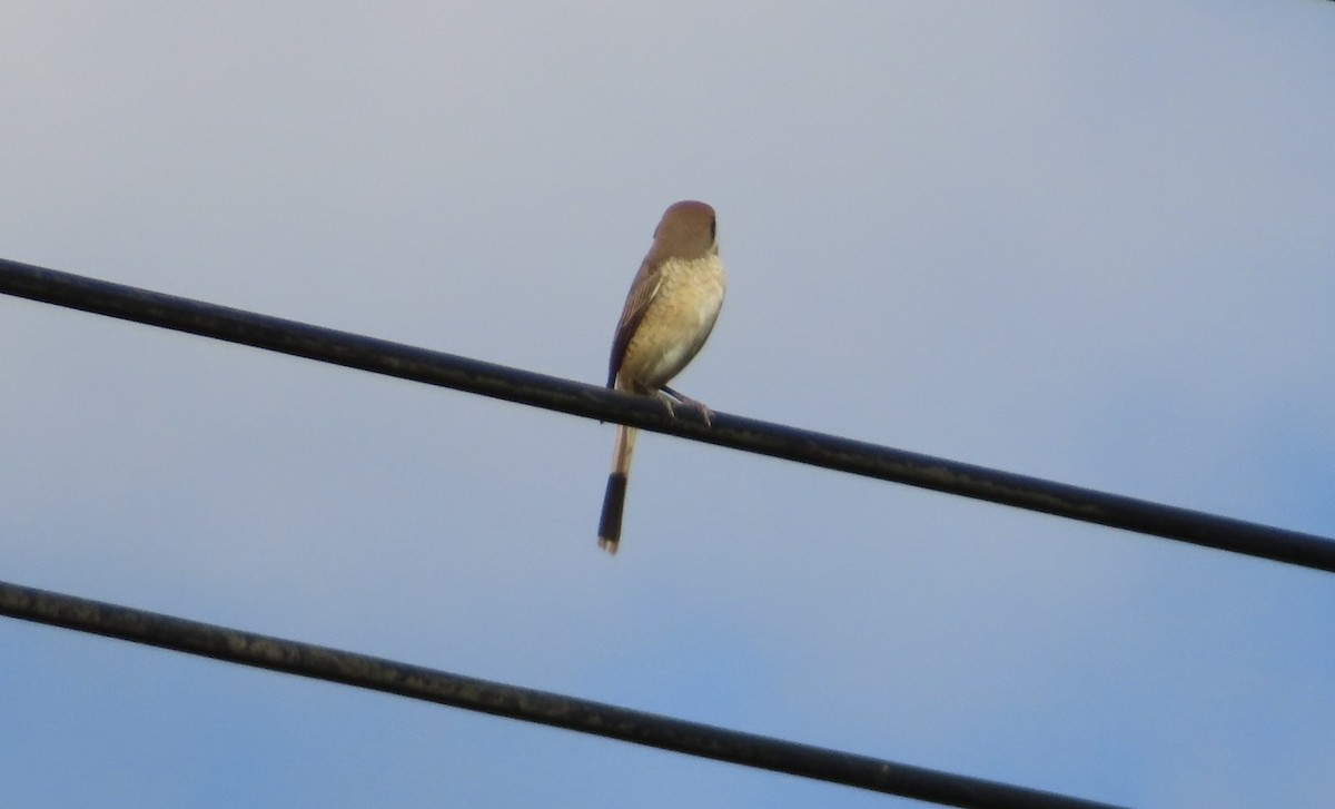 Сорокопуд сибірський (підвид cristatus/confusus) - ML646510179