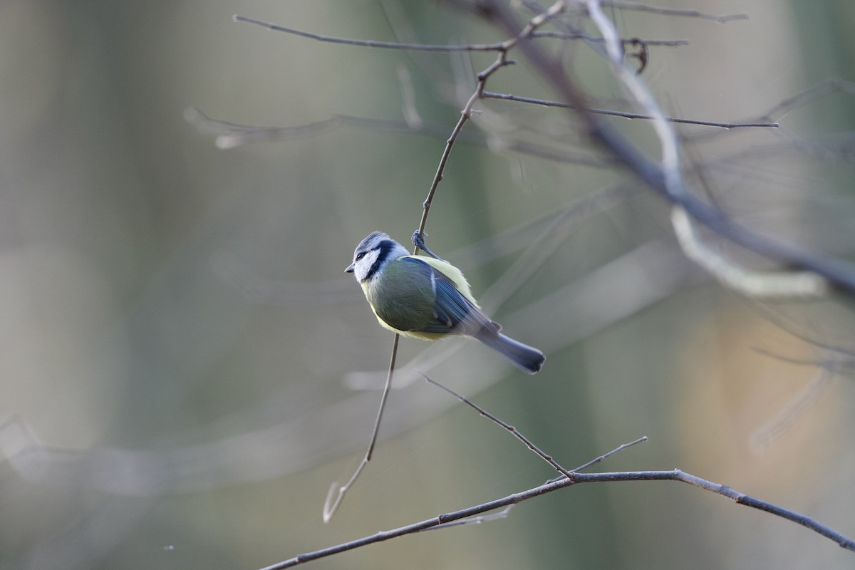 Eurasian Blue Tit - ML646510180