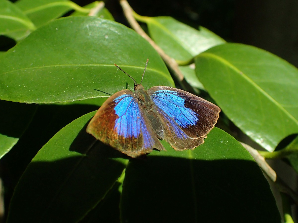 Animals - ML646510181