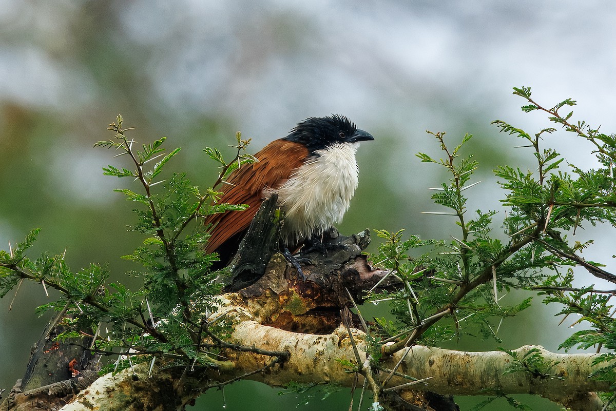 Burchell's Coucal - ML646510183