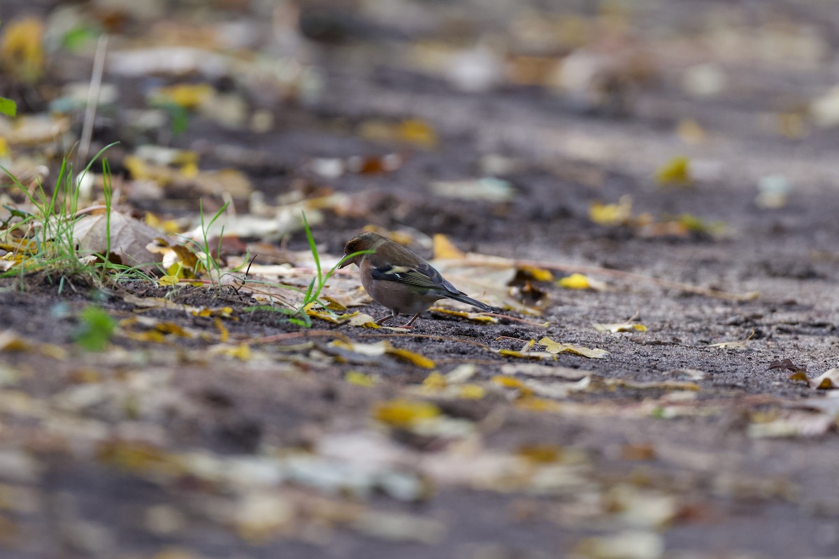 Common Chaffinch - ML646510184