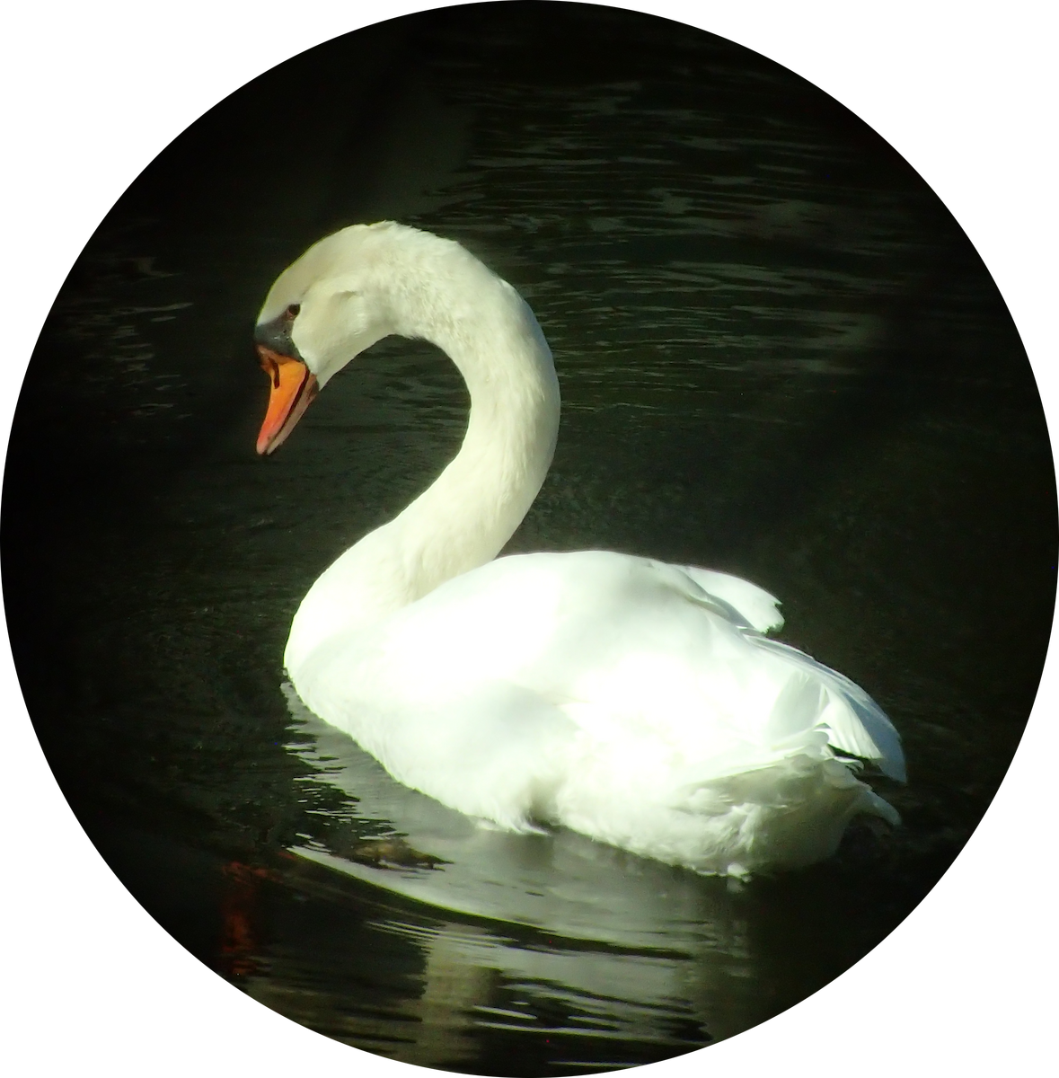 Mute Swan - ML646510186