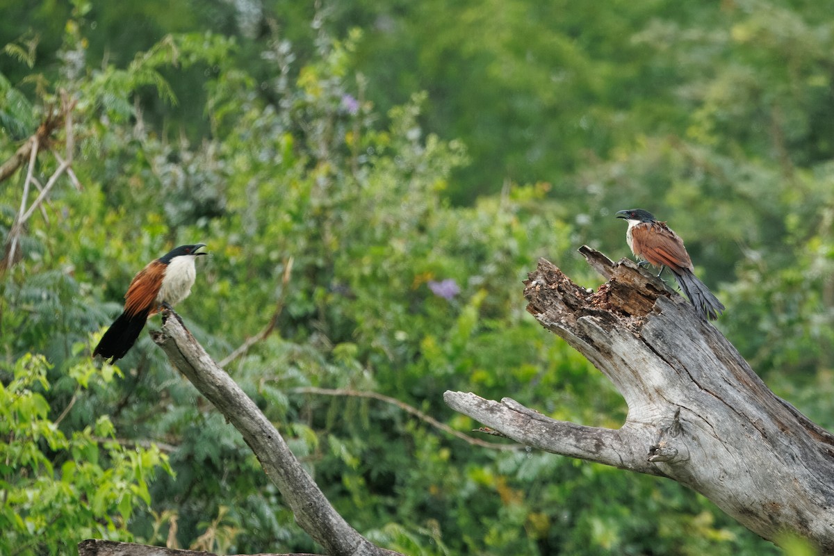 Burchell's Coucal - ML646510188