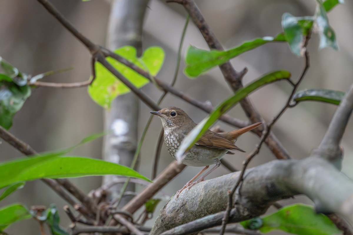 Rufous-tailed Robin - ML646510189