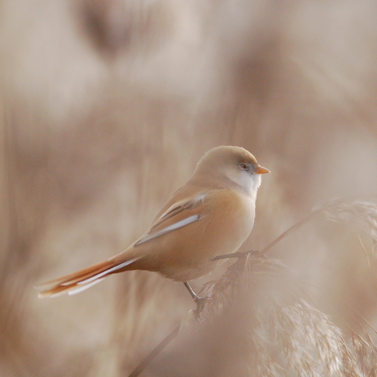 skjeggmeis - ML646510190