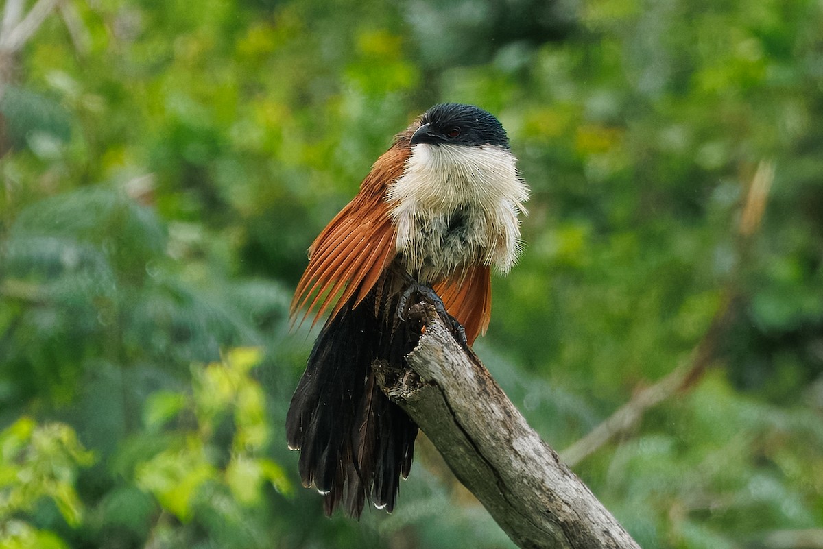 Burchell's Coucal - ML646510192