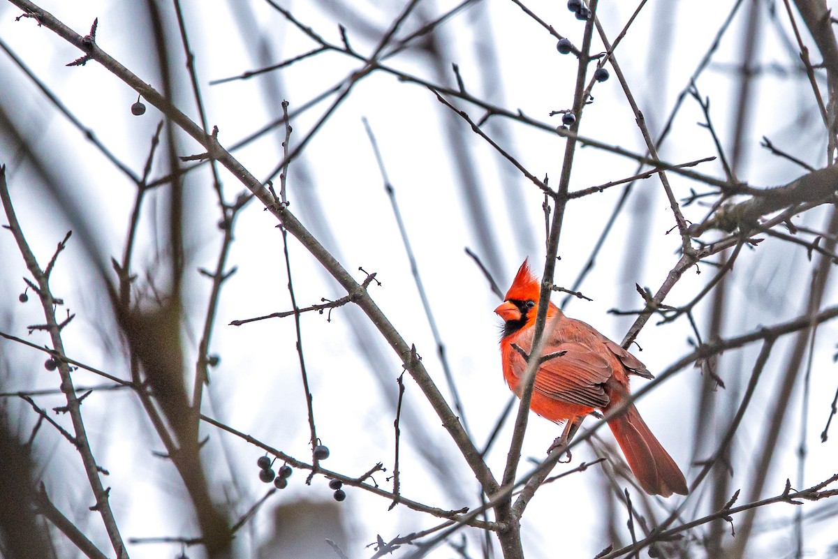 Northern Cardinal - ML646510193