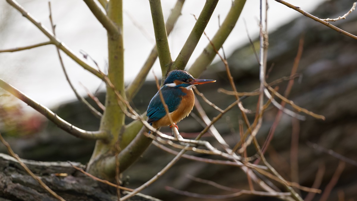 Common Kingfisher - ML646510194