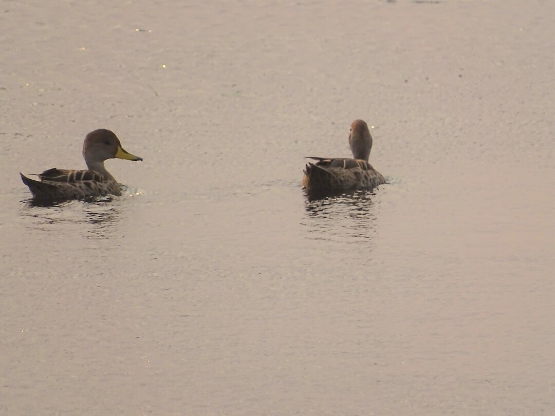 Белолицая древесная утка - ML646510196