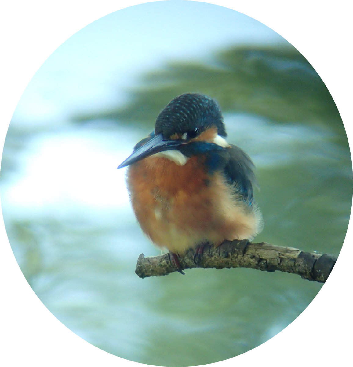 Common Kingfisher - ML646510197