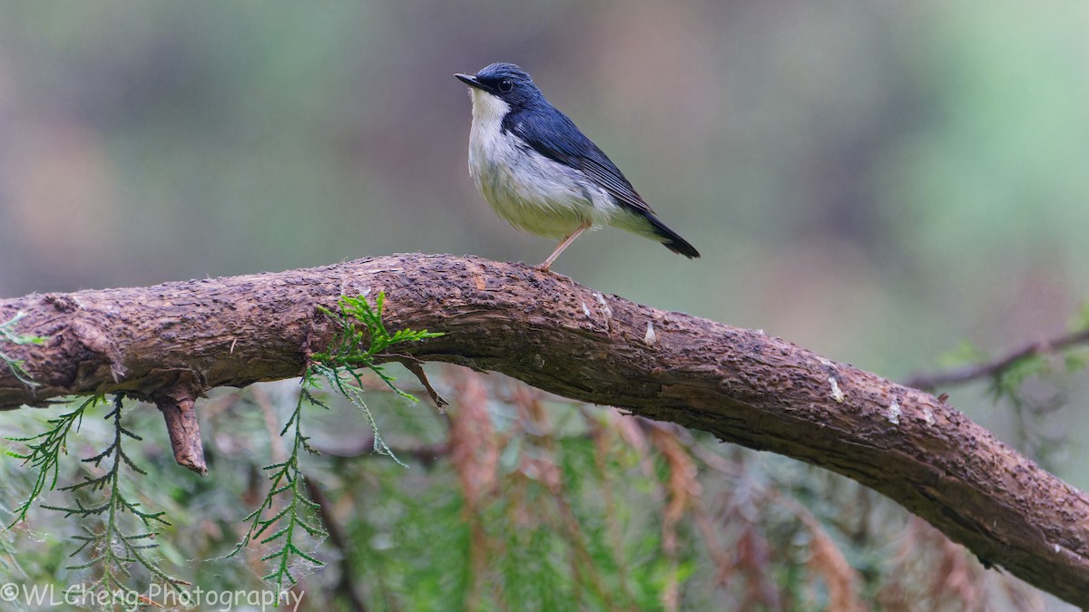 Номин гургалдай - ML646510198