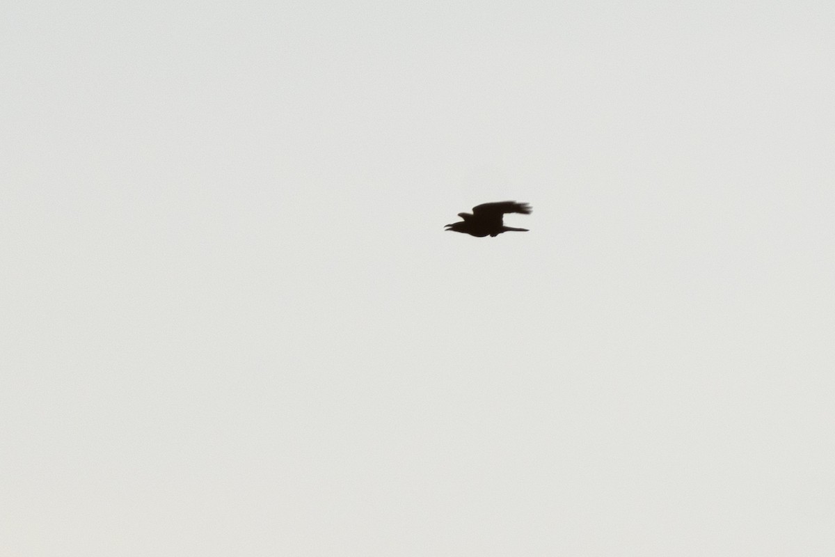 Kolkrabe - ML646510199