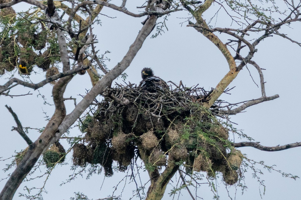 Wahlberg's Eagle - ML646510200