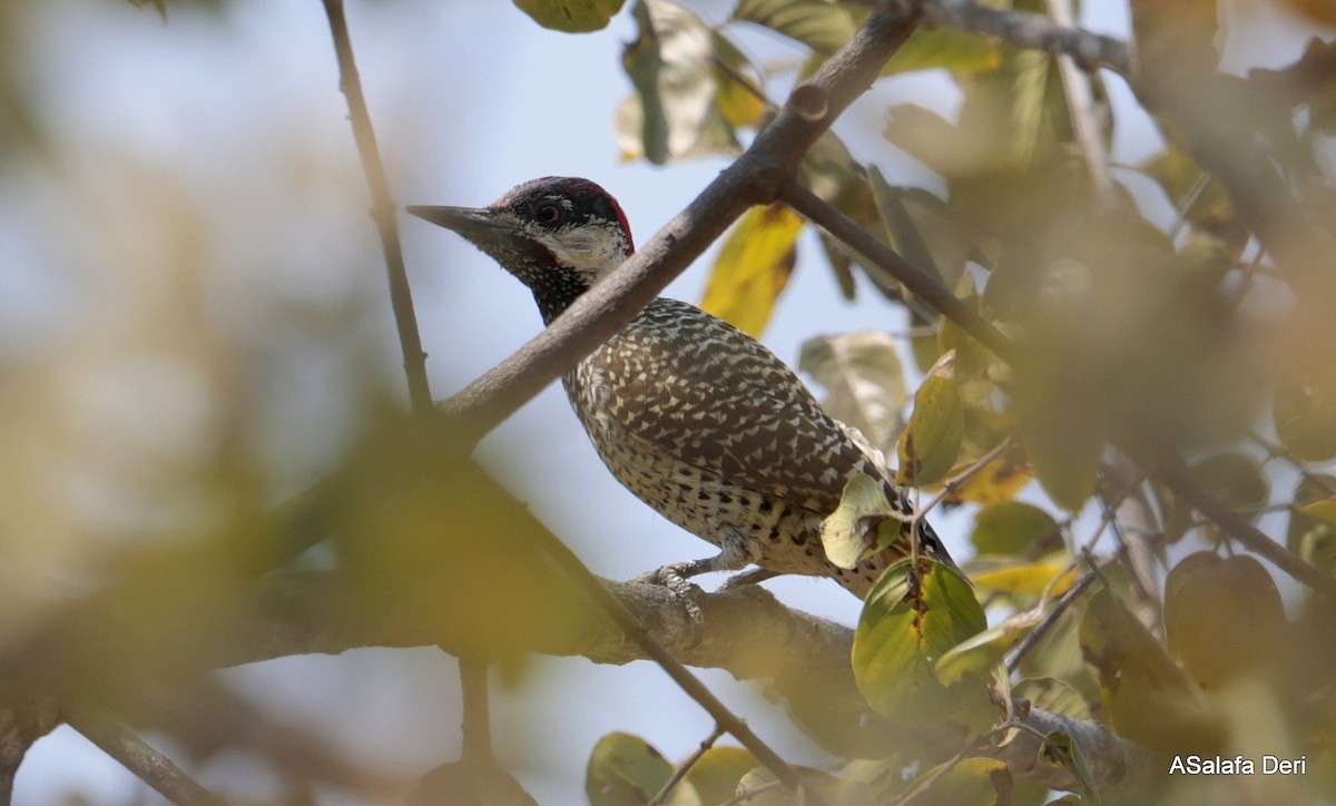 Goldschwanzspecht [abingoni-Gruppe] - ML646510201