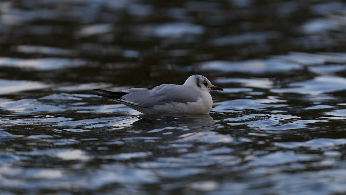 Black-headed Gull - ML646510202