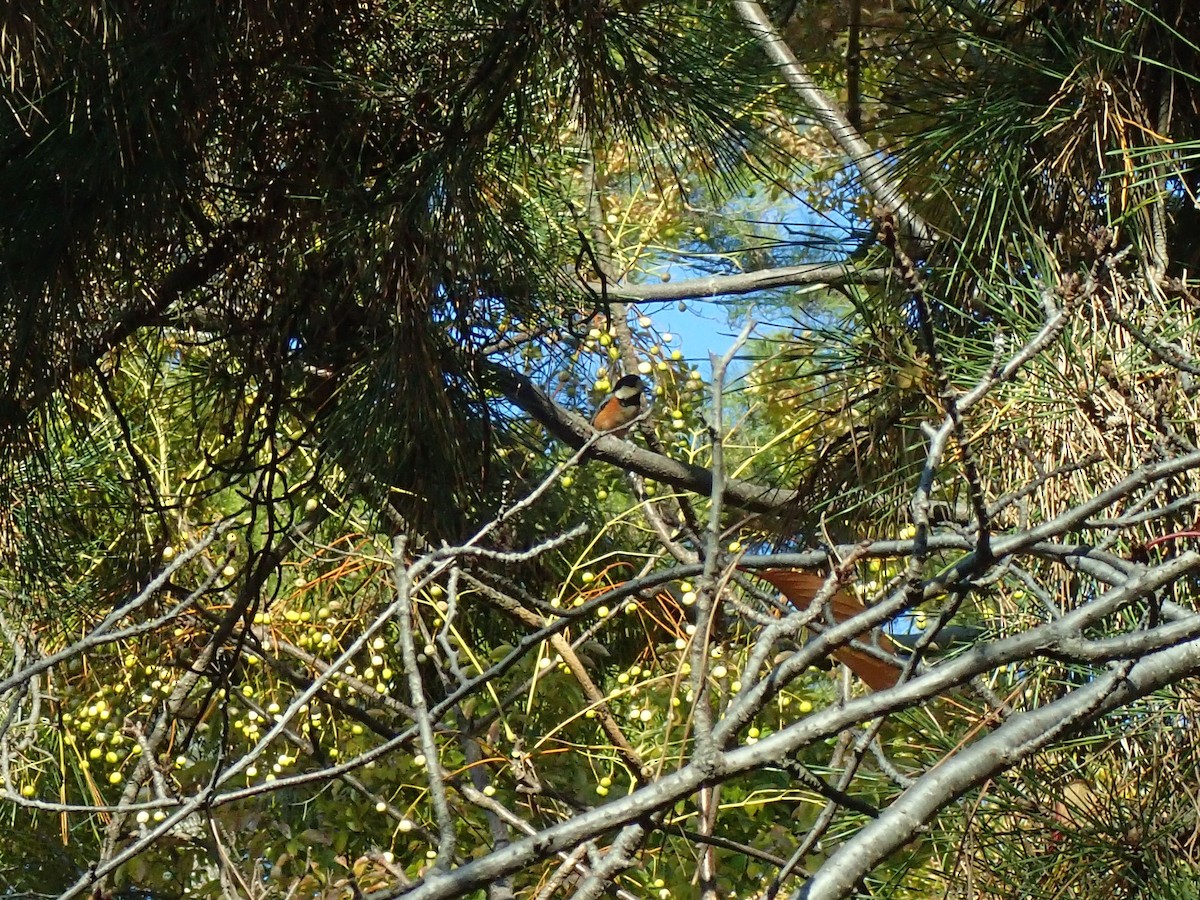 Varied Tit - ML646510204