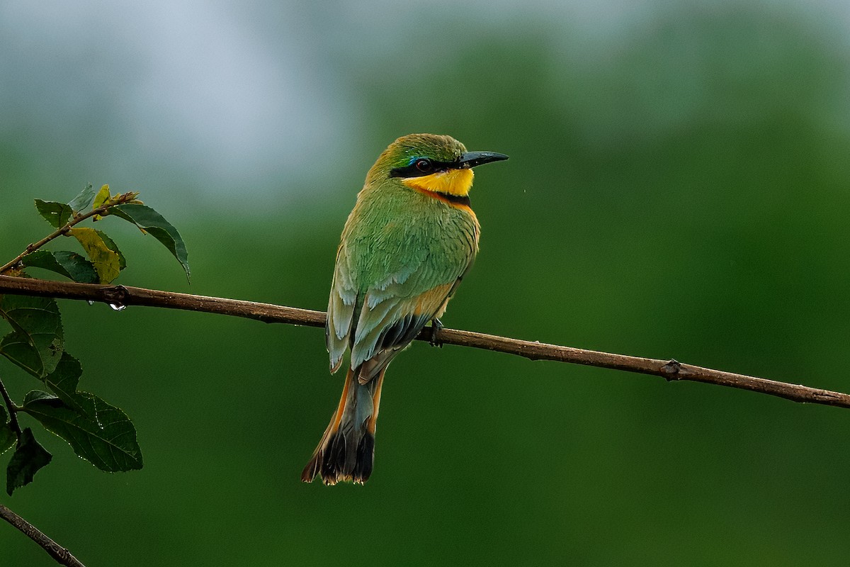 Little Bee-eater - ML646510207