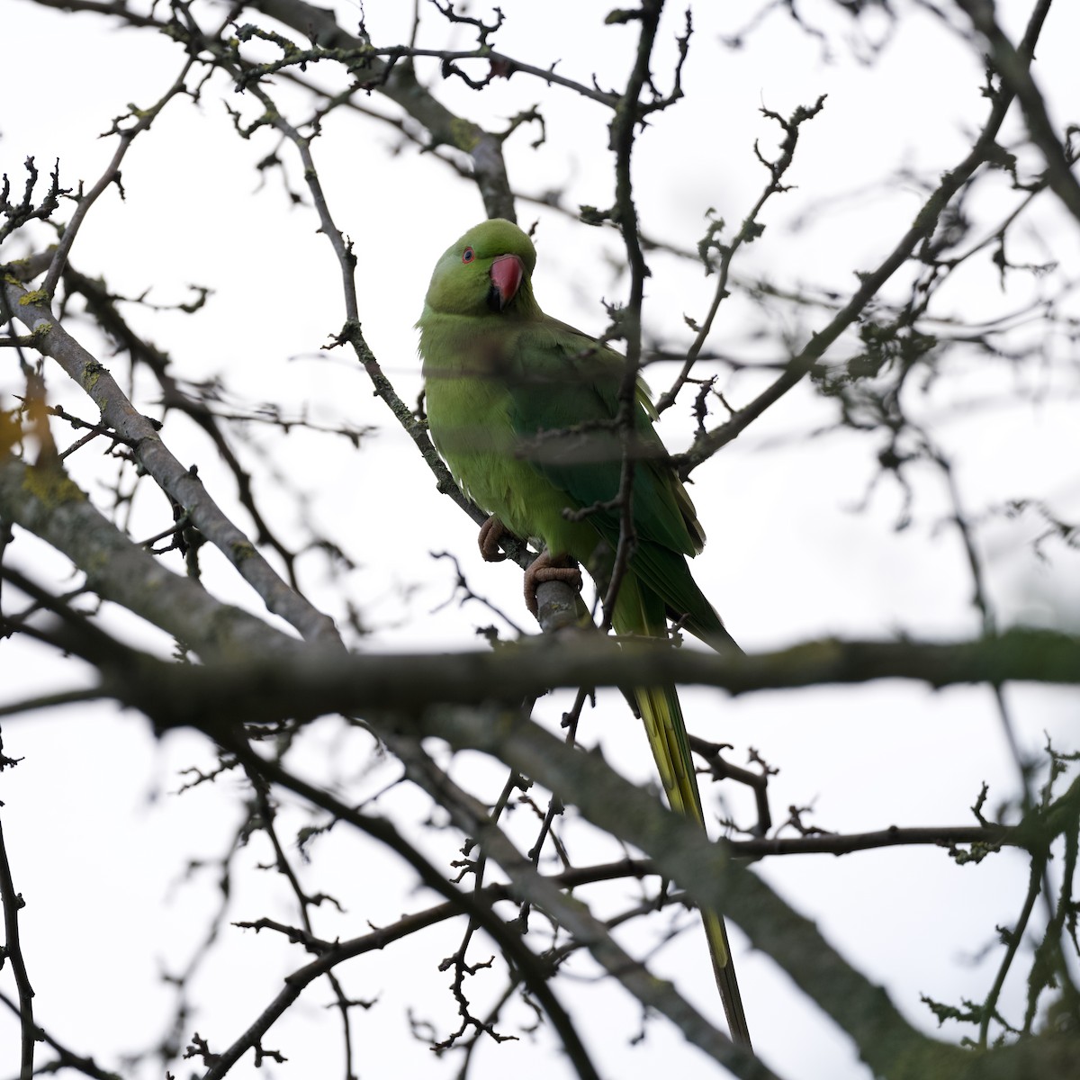 紅領綠鸚鵡 - ML646510210